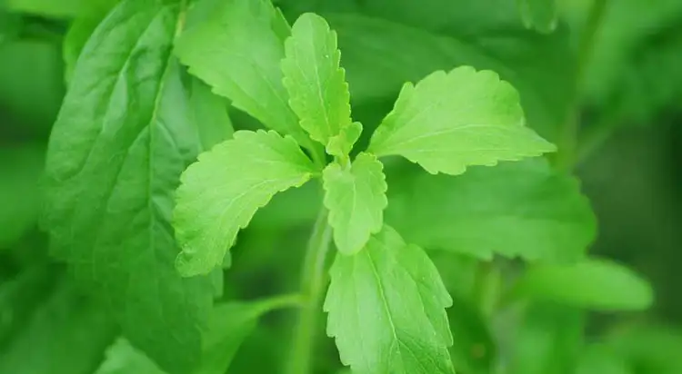 Stevia Pflanze zu hause anpflanzen