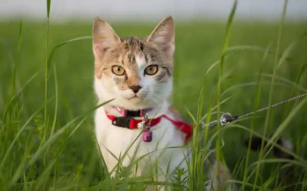 Katze geht Gassi